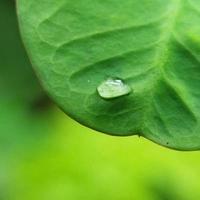 Dew or Rain drops on green leaf photo