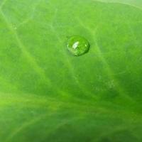 Dew or Rain drops on green leaf photo