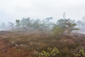 Spring in the swamp lakes photo