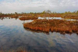 Spring in the swamp lakes photo