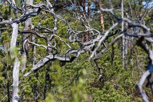 Spring in the swamp lakes photo