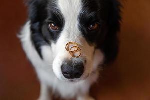 Will you marry me. Funny portrait of cute puppy dog border collie holding two golden wedding rings on nose, close up. Engagement, marriage, proposal concept. photo