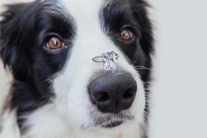 Will you marry me. Funny portrait of cute puppy dog border collie holding wedding ring on nose isolated on white background. Engagement, marriage, proposal concept photo