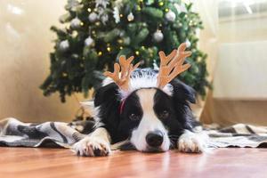 retrato divertido de un lindo cachorro border collie con un sombrero de cuernos de ciervo disfrazado de navidad cerca del árbol de navidad en el fondo interior de la casa. preparación para las vacaciones. feliz concepto de feliz navidad. foto