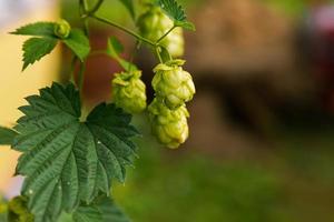 Farming and agriculture concept. Green fresh ripe organic hop cones for making beer and bread, close up. Fresh hops for brewing production. Hop plant growing in garden or farm. photo