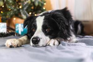 Funny portrait of cute puppy dog border collie with gift box and defocused garland lights lying down near Christmas tree at home indoors. Preparation for holiday. Happy Merry Christmas time concept. photo