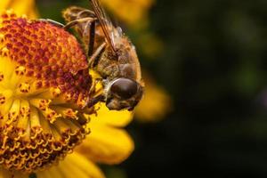 Honey bee covered with yellow pollen drink nectar, pollinating flower. Inspirational natural floral spring or summer blooming garden background. Life of insects, Extreme macro close up selective focus photo