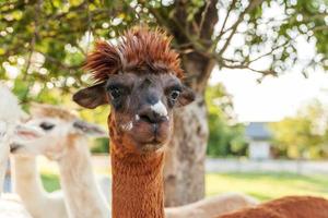 Cute alpaca with funny face relaxing on ranch in summer day. Domestic alpacas grazing on pasture in natural eco farm countryside background. Animal care and ecological farming concept photo