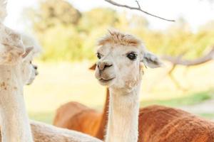 linda alpaca con cara graciosa relajándose en el rancho en verano. alpacas domésticas pastando en pastos en el fondo natural del campo de la granja ecológica. concepto de cuidado animal y agricultura ecológica foto