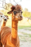 Cute alpaca with funny face relaxing on ranch in summer day. Domestic alpacas grazing on pasture in natural eco farm countryside background. Animal care and ecological farming concept photo