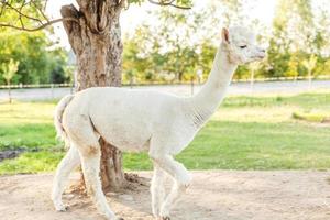 Cute alpaca with funny face relaxing on ranch in summer day. Domestic alpacas grazing on pasture in natural eco farm countryside background. Animal care and ecological farming concept photo