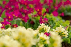 Easter concept. Primrose Primula with yellow and pink flowers in flowerbed in spring time. Inspirational natural floral spring or summer blooming garden or park. Hello spring. photo