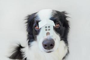 divertido retrato de lindo cachorro border collie sosteniendo casa modelo de juguete en miniatura en la nariz, aislado sobre fondo blanco. bienes raíces hipoteca propiedad dulce hogar perro refugio concepto foto