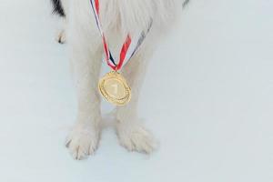 Puppy dog pwas border collie with winner or champion gold trophy medal isolated on white background. Winner champion dog. Victory first place of competition. Winning or success concept. photo