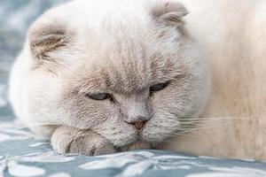 gracioso gato británico blanco doméstico de pelo corto durmiendo en casa. gatito descansando y relájate en el sofá azul. cuidado de mascotas y concepto de animales. foto