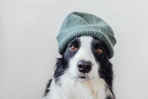 divertido retrato de lindo cachorro sonriente border collie usando ropa de punto cálido sombrero aislado sobre fondo blanco. retrato de invierno u otoño de un nuevo miembro encantador de un pequeño perro de la familia. foto