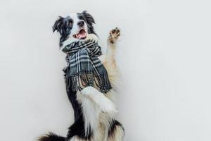 Funny cute puppy dog border collie wearing warm clothes scarf around neck isolated on white background. Winter or autumn dog portrait. Hello autumn fall. Hygge mood cold weather concept. photo