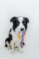 cachorro de perro border collie sosteniendo ganador o campeón medalla de trofeo de oro en la boca aislado sobre fondo blanco. ganador campeón gracioso perro. victoria primer lugar de la competencia. concepto ganador o de éxito. foto