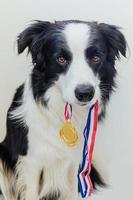 Puppy dog border collie holding winner or champion gold trophy medal in mouth isolated on white background. Winner champion funny dog. Victory first place of competition. Winning or success concept. photo