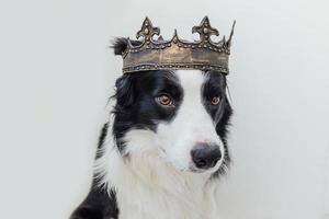 Cute puppy dog with funny face border collie wearing king crown isolated on white background. Funny dog portrait in royal costume in carnival or halloween. Dog lord wizard or prince, dog power theme. photo