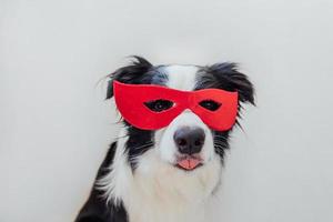 Funny portrait of cute dog border collie in superhero costume isolated on white background. Puppy wearing red super hero mask in carnival or halloween. Justice help strenght concept. photo