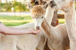 Cute alpaca with funny face eating feed in hand on ranch in summer day. Domestic alpacas grazing on pasture in natural eco farm, countryside background. Animal care and ecological farming concept.