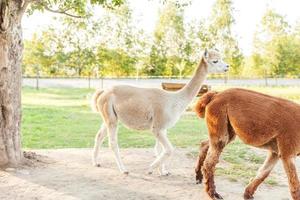 linda alpaca con cara graciosa relajándose en el rancho en verano. alpacas domésticas pastando en pastos en el fondo natural del campo de la granja ecológica. concepto de cuidado animal y agricultura ecológica foto