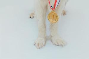 cachorro perro pwas border collie con ganador o campeón medalla de trofeo de oro aislado sobre fondo blanco. perro campeón ganador. victoria primer lugar de la competencia. concepto ganador o de éxito.