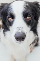 Te casarías conmigo. divertido retrato de lindo cachorro border collie sosteniendo anillo de bodas en la nariz aislado sobre fondo blanco. compromiso, matrimonio, concepto de propuesta foto