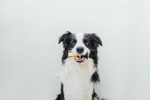 Cute puppy dog border collie holding miniature champion trophy cup in mouth isolated on white background. Winner champion funny dog. Victory first place of competition. Winning or success concept. photo