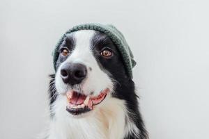 Funny portrait of cute smiling puppy dog border collie wearing warm knitted clothes hat isolated on white background. Winter or autumn portrait of new lovely member of family little dog. photo