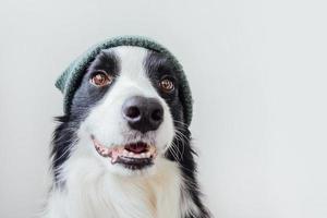 divertido retrato de lindo cachorro sonriente border collie usando ropa de punto cálido sombrero aislado sobre fondo blanco. retrato de invierno u otoño de un nuevo miembro encantador de un pequeño perro de la familia. foto
