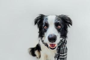 Funny cute puppy dog border collie wearing warm clothes scarf around neck isolated on white background. Winter or autumn dog portrait. Hello autumn fall. Hygge mood cold weather concept. photo