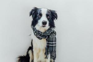 Funny cute puppy dog border collie wearing warm clothes scarf around neck isolated on white background. Winter or autumn dog portrait. Hello autumn fall. Hygge mood cold weather concept. photo