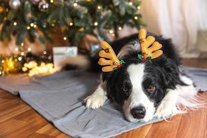 Funny cute puppy dog border collie wearing Christmas costume deer horns hat lying down near christmas tree at home indoors background. Preparation for holiday. Happy Merry Christmas concept. photo