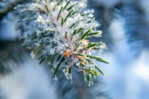 Frosty fir tree with shiny ice frost in snowy forest park. Christmas tree covered hoarfrost and in snow. Tranquil peacful winter nature. Extreme north low temperature, cool winter weather outdoor. photo