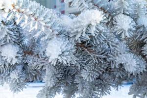 abeto helado con escarcha de hielo brillante en el parque forestal nevado. árbol de navidad cubierto de escarcha y nieve. tranquila naturaleza pacífica de invierno. extremo norte baja temperatura, clima fresco de invierno al aire libre.