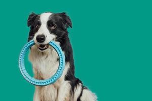 Pet activity Funny puppy dog border collie holding blue puller ring toy in mouth isolated on green background. Purebred pet dog wants to playing with owner. Love for pets friendship companion concept. photo