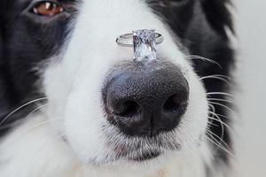 Will you marry me. Funny portrait of cute puppy dog border collie holding wedding ring on nose isolated on white background. Engagement, marriage, proposal concept photo