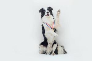 Puppy dog border collie wearing winner or champion gold trophy medal isolated on white background. Winner champion funny dog. Victory first place of competition. Winning or success concept. photo