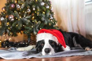 Funny cute puppy dog border collie wearing Christmas costume red Santa Claus hat lying down near Christmas tree at home indoor. Preparation for holiday. Happy Merry Christmas concept.