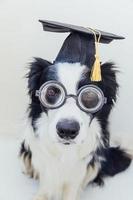 Funny puppy dog border collie with graduation cap eyeglasses isolated on white background. Dog gazing in glasses grad hat like student professor. Back to school. Cool nerd style, Funny pet photo