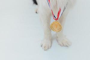 cachorro perro pwas border collie con ganador o campeón medalla de trofeo de oro aislado sobre fondo blanco. perro campeón ganador. victoria primer lugar de la competencia. concepto ganador o de éxito.