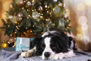 Funny portrait of cute puppy dog border collie with gift box and defocused garland lights lying down near Christmas tree at home indoors. Preparation for holiday. Happy Merry Christmas time concept. photo