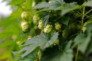 Farming and agriculture concept. Green fresh ripe organic hop cones for making beer and bread, close up. Fresh hops for brewing production. Hop plant growing in garden or farm. photo