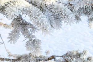 Frosty fir tree with shiny ice frost in snowy forest park. Christmas tree covered hoarfrost and in snow. Tranquil peacful winter nature. Extreme north low temperature, cool winter weather outdoor. photo