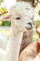 linda alpaca con cara graciosa relajándose en el rancho en verano. alpacas domésticas pastando en pastos en el fondo natural del campo de la granja ecológica. concepto de cuidado animal y agricultura ecológica foto