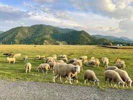 A flock of sheep grazing on a lawn in the mountains photo
