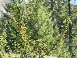 A shrub with a large spider spitting cobwebs on its branches photo