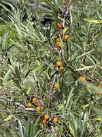 Ripe sea buckthorn on the branches in the Altai mountains photo